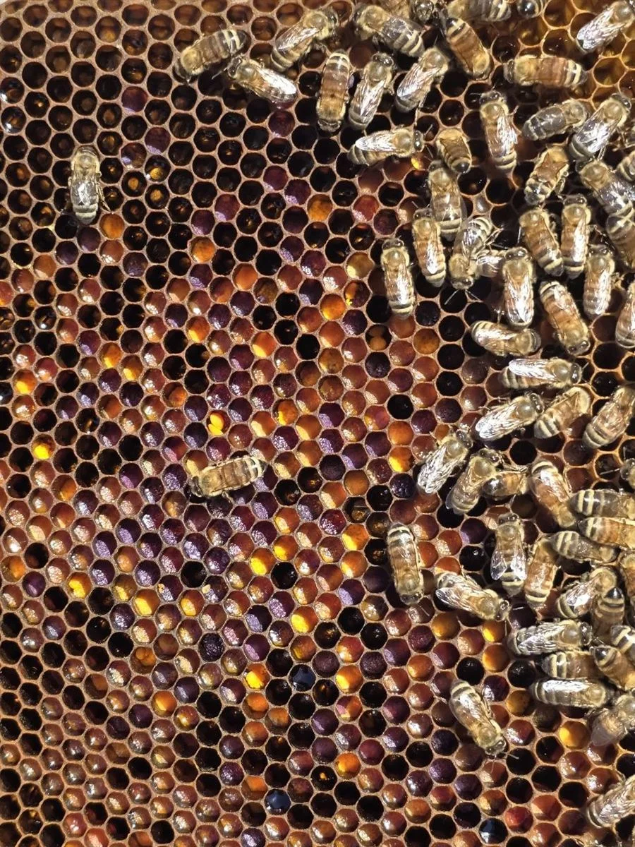 A close-up from our beekeeping work showing honeybees on comb with cells of richly colored stored pollen