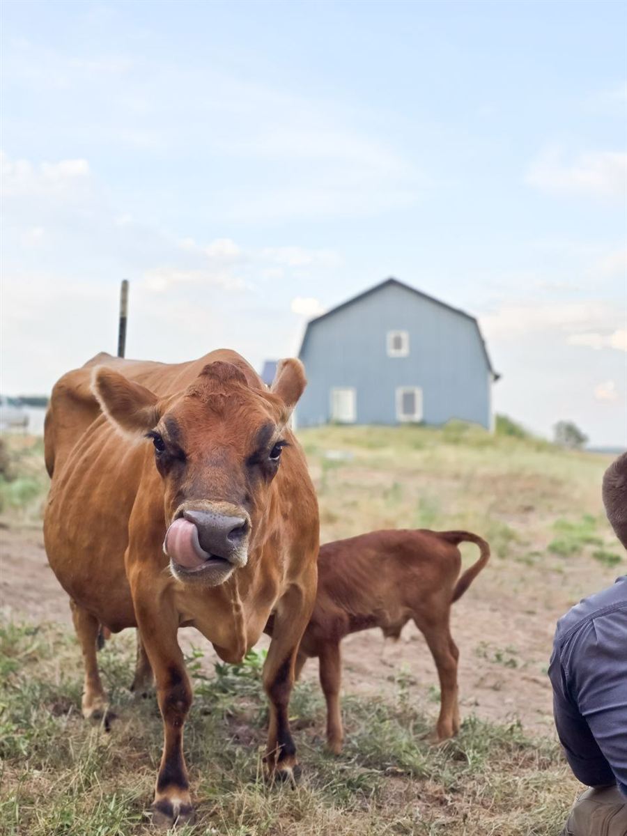 The family's dairy cow and her calf on the farm