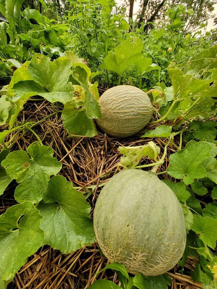 A real harvest from the Mysliwiec family's own garden
