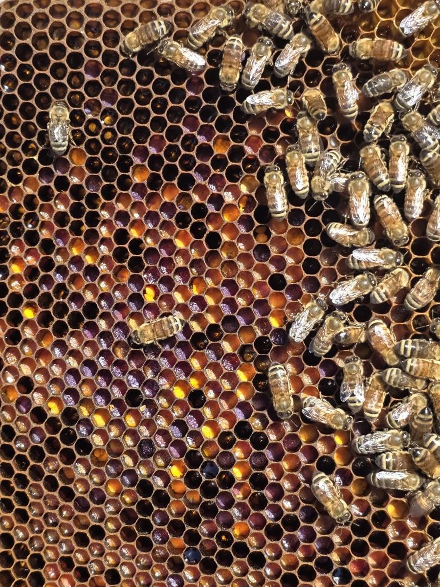 Generational Hives built and ready